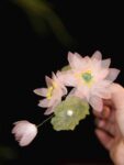 Pink Flower Hair Clip Set Silk Traditional Side Clips1.jpg