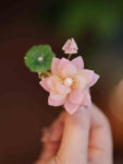 fresh lotus hairclip chinese style hair accessories1.jpg